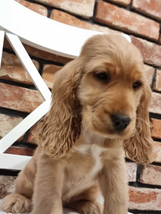 Ccker Spaniel angielski śliczny szczeniaczek do odbioru