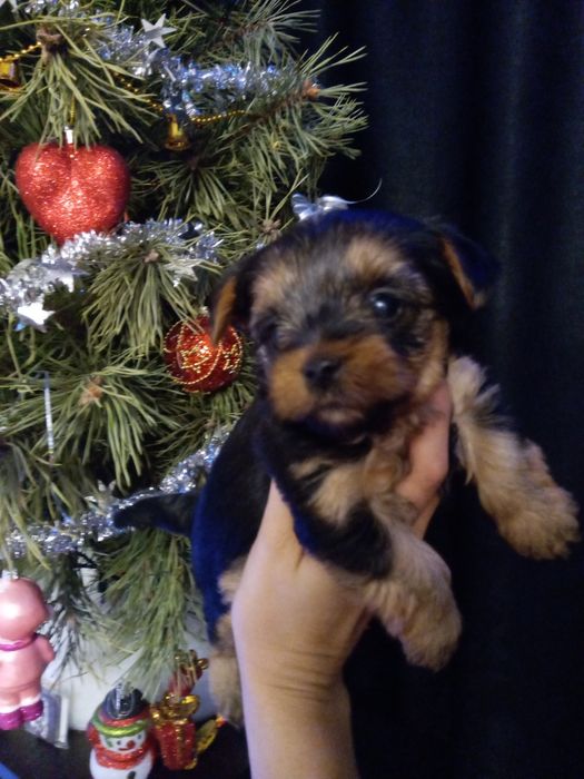 Девченки йорочки Одесса