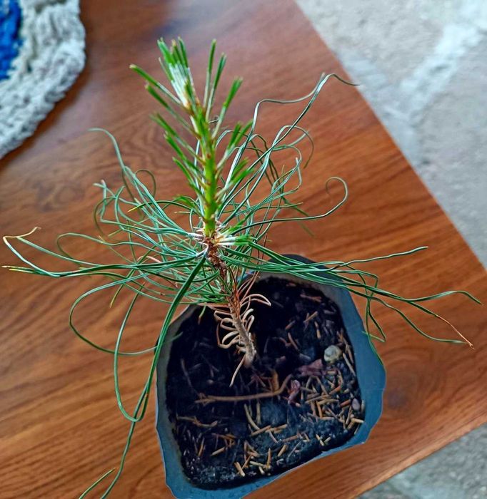 Сосна черная японская Тунберга