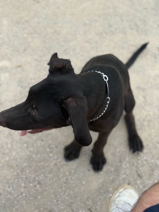 Dou uma cadela e um cao  urgente