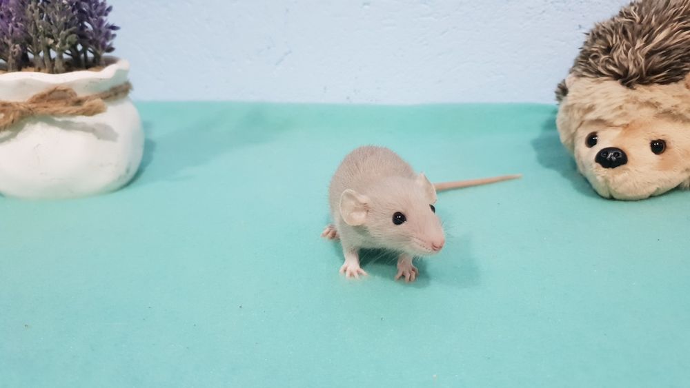Szczur Szczury Szczurki cudowne maluchy