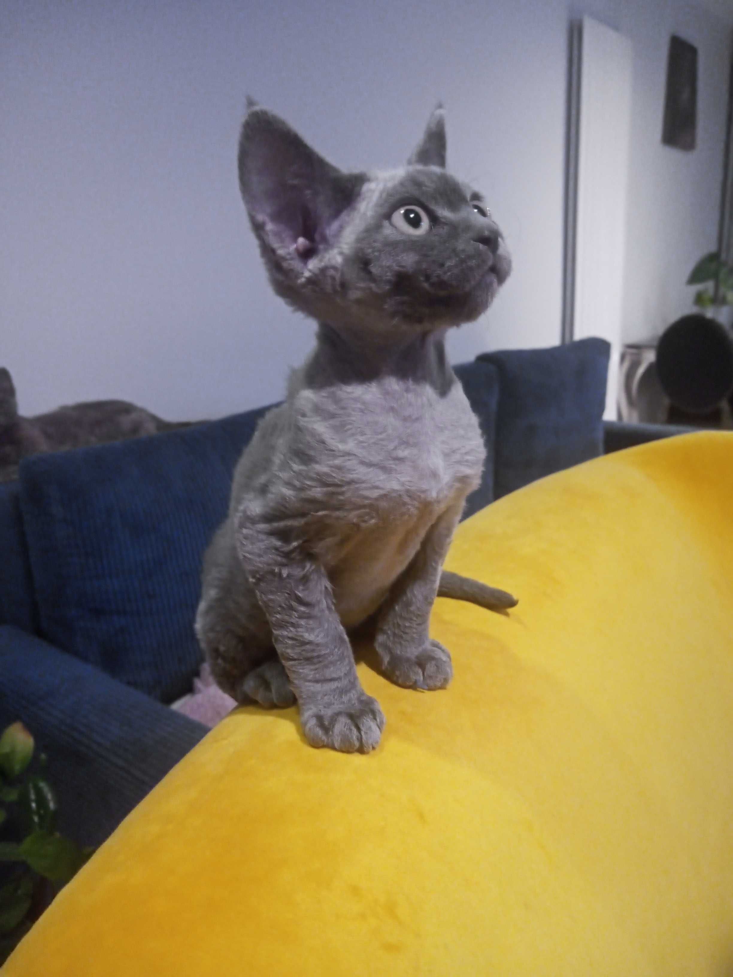 Gotowy do odbioru Devon rex niebieski kocurek