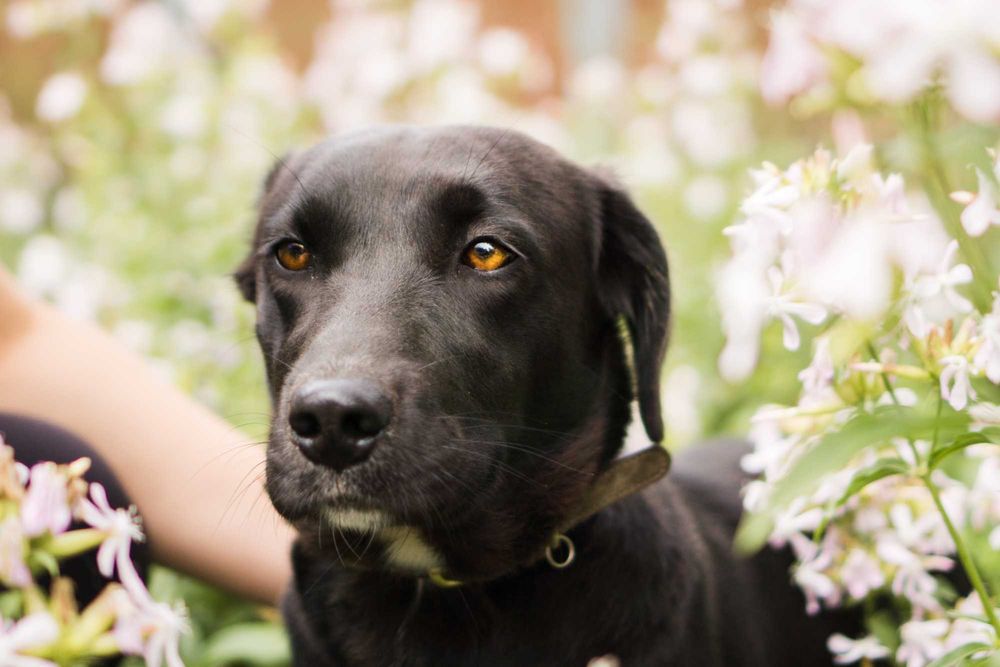 Roczna Ejwa szuka domu!