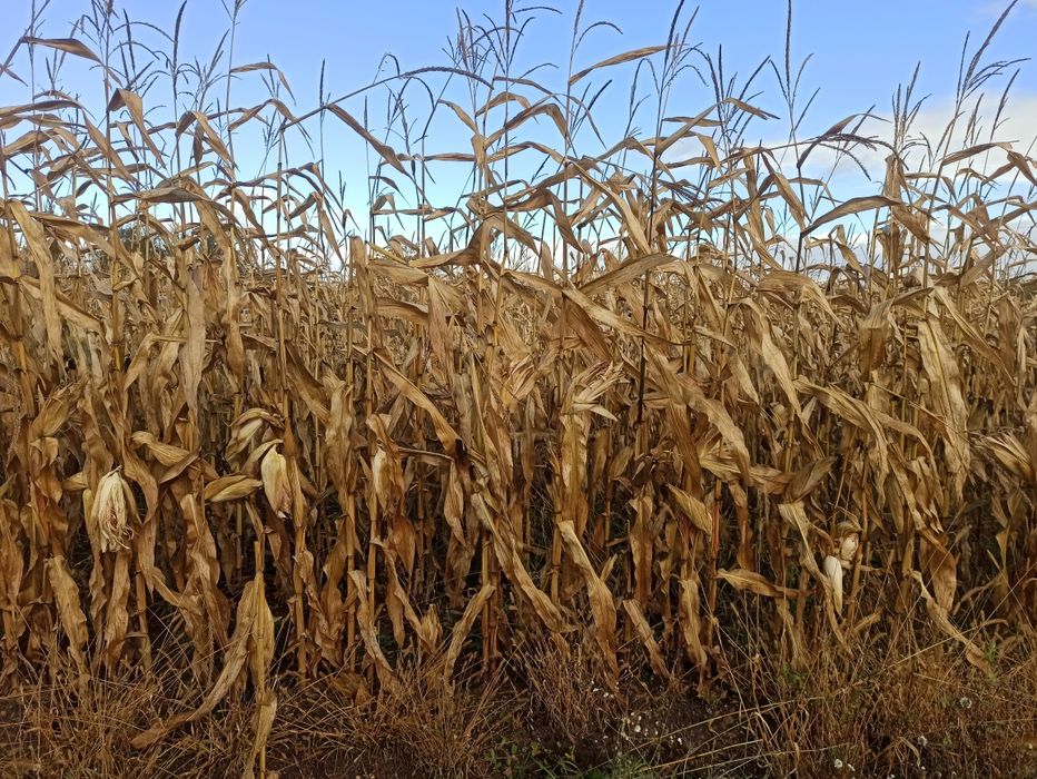 Ziarno kukurydzy 2,8ha