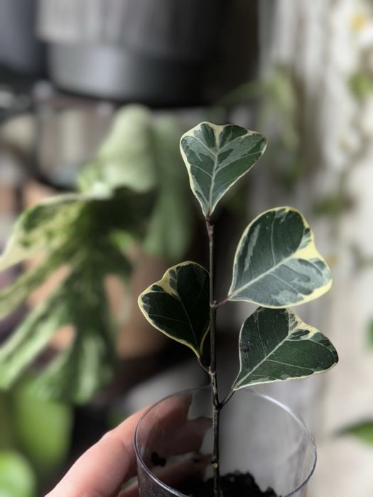 Фікус триангуляріс TRIANGULARIS