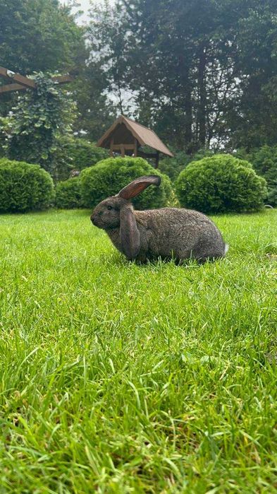 Młode 3-miesięczne króliki rasy baran francuski