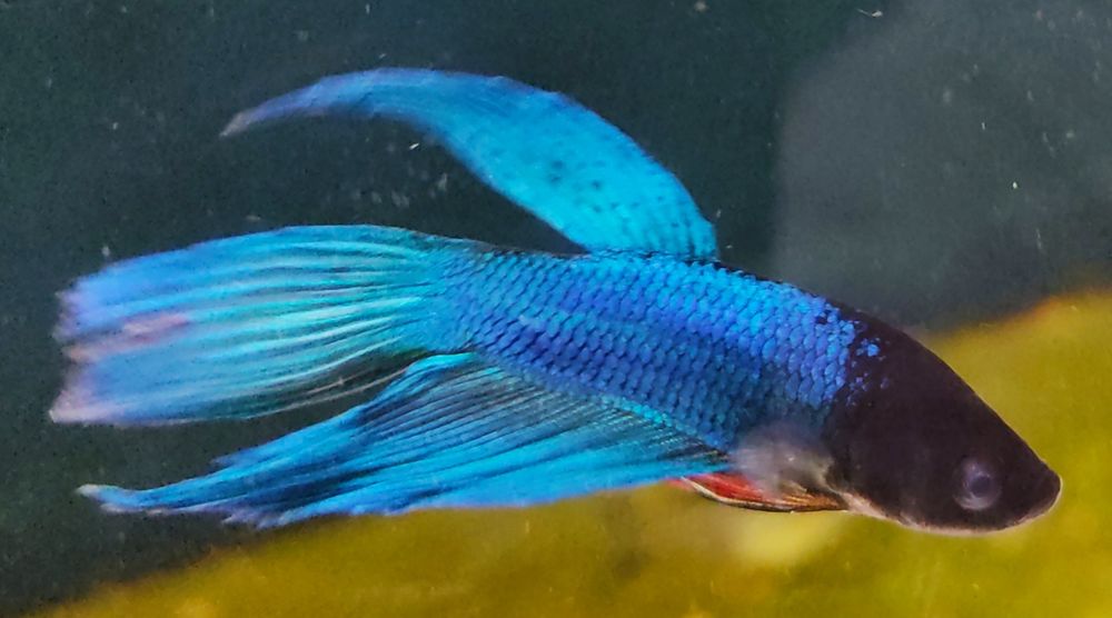 Bettas Azul XL Lindo E Outras Cores