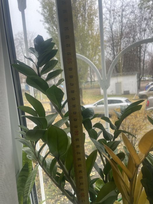 Замиакулькам, орхидея