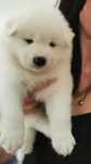 Samoyed szczenię z rodowodem chłopiec