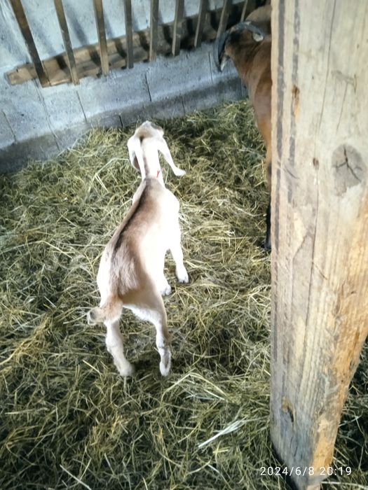 Продам ягнята камерунські