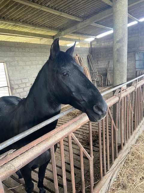 Égua e poldra  lusitanas para venda