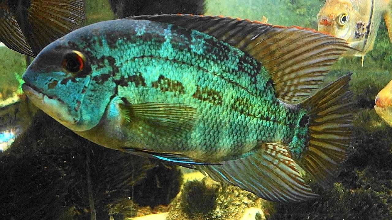 Zielona papuga XXL - Pielęgnica - Hoplarchus psittacus - ODŁÓW - dowóz