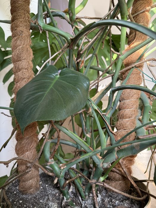 Monstera deliciosa XXL (odbior osobisty)