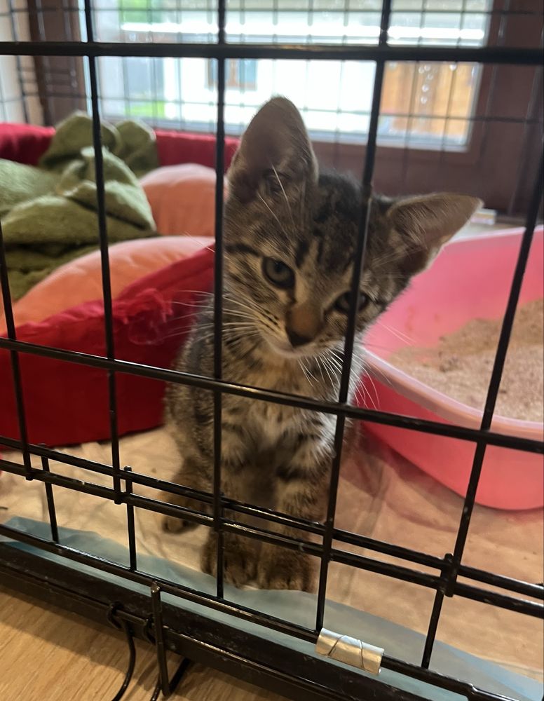 Luna młodziutka kotka do adopcji