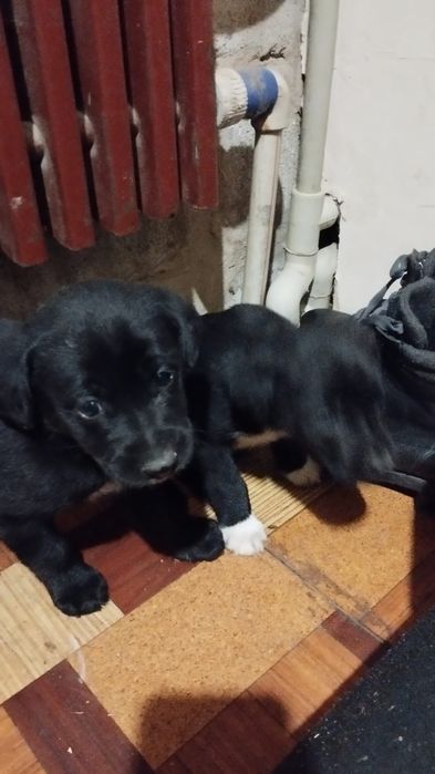 У добрі руки цуценята