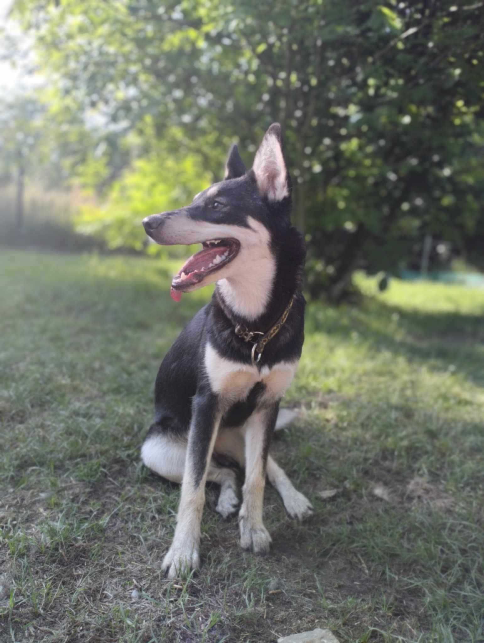 Półroczna suczka mix husky szuka domu