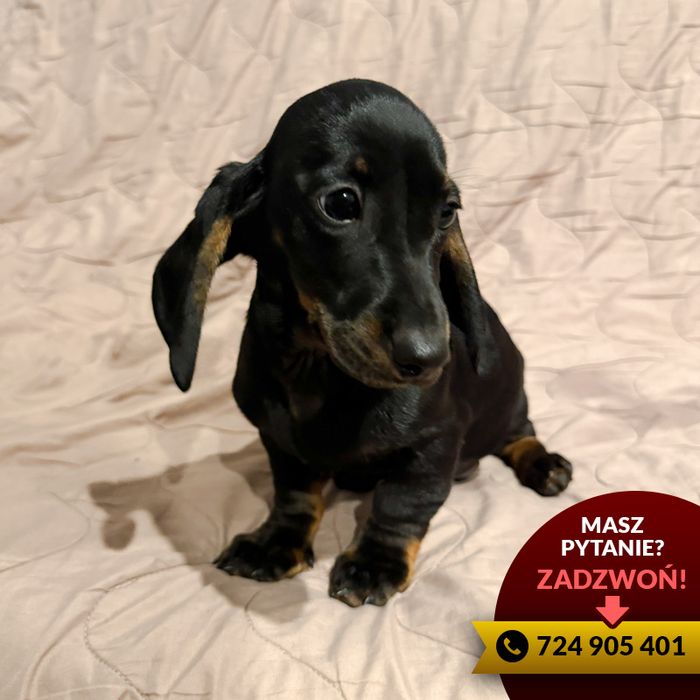 **jamnik (piesek) czarny podpalany**