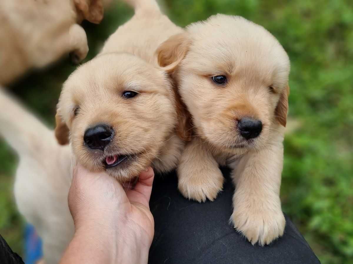 Golden retriever - linia amerykańska