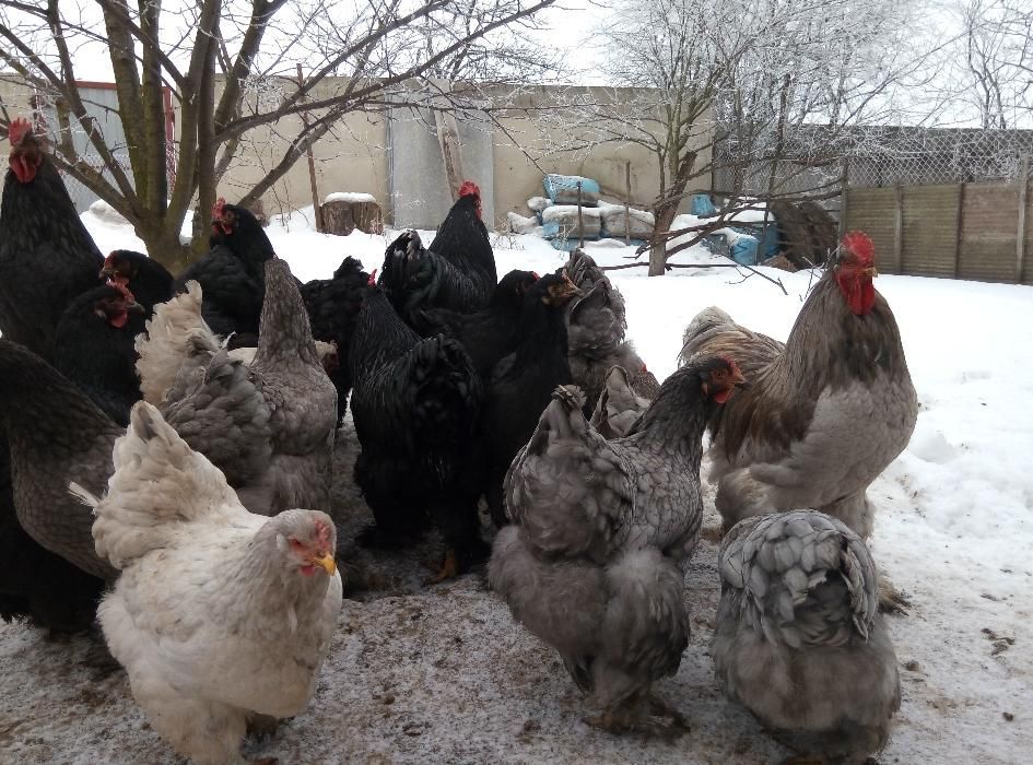 Кохінхіни кури та курчата