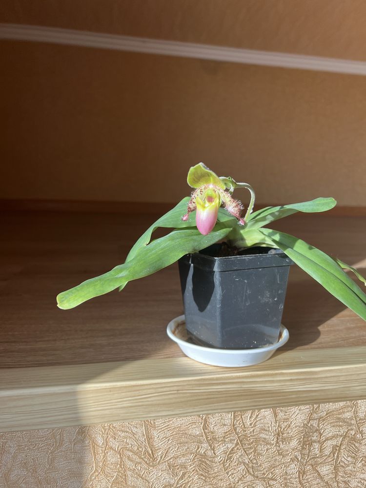 Продам орхідею Paphiopedilum Піноккіо