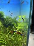 Guppys para venda