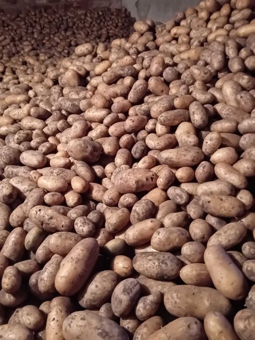 Ziemniak worek 15 kg