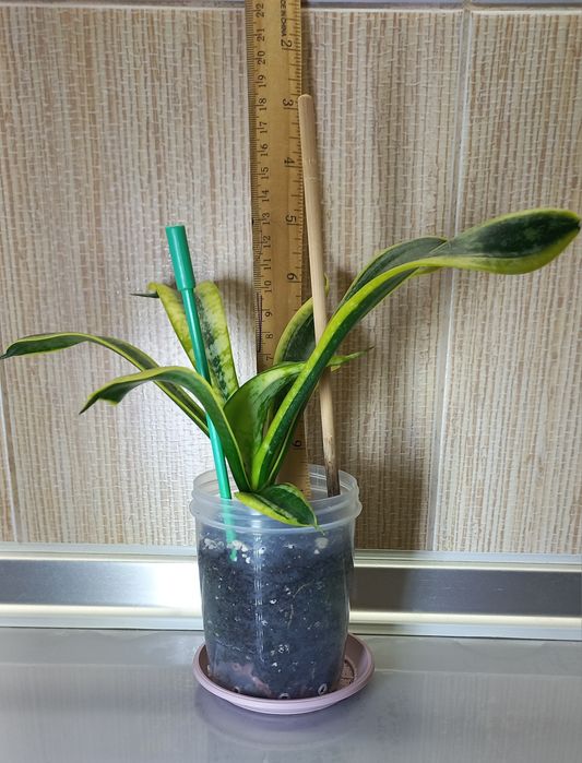 Сансевиерии, детки.