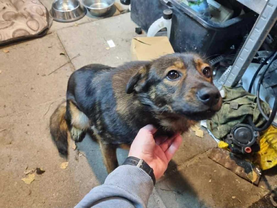 Znaleziono psa Niemysłów