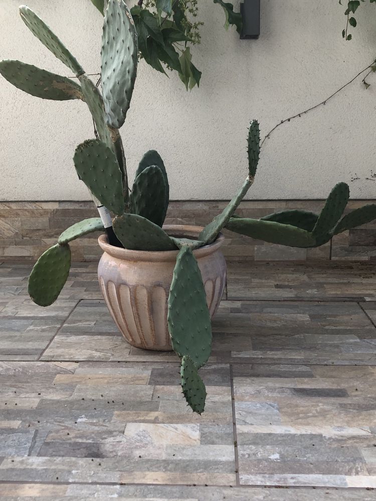 Opuncja kaktus roślina doniczkowa donica gliniana