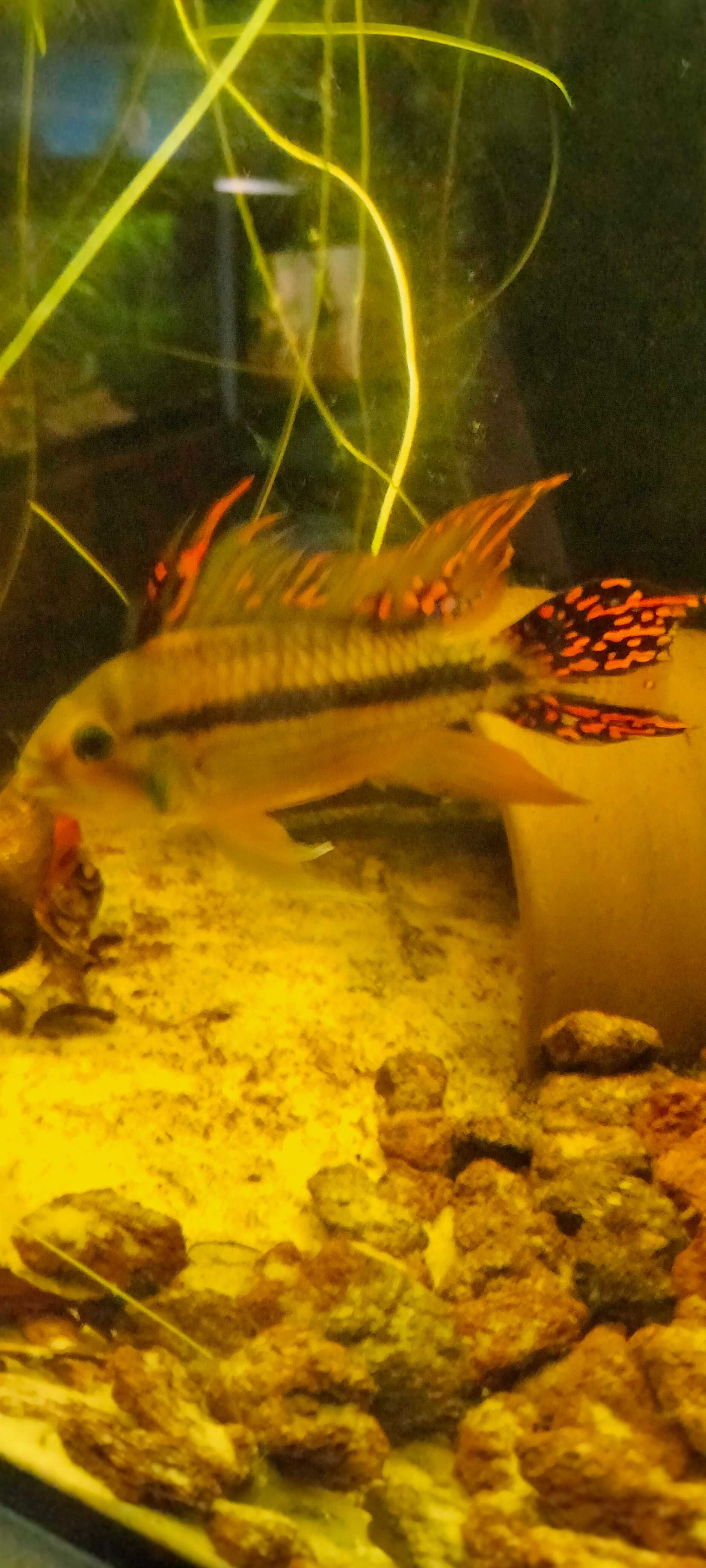 Apistogramma kakadu, pielęgniczka kakadu