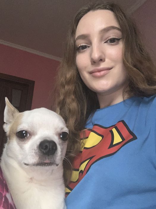 Самець чіхуахуа шукає наречену ( в'язка вязка чихуахуа)