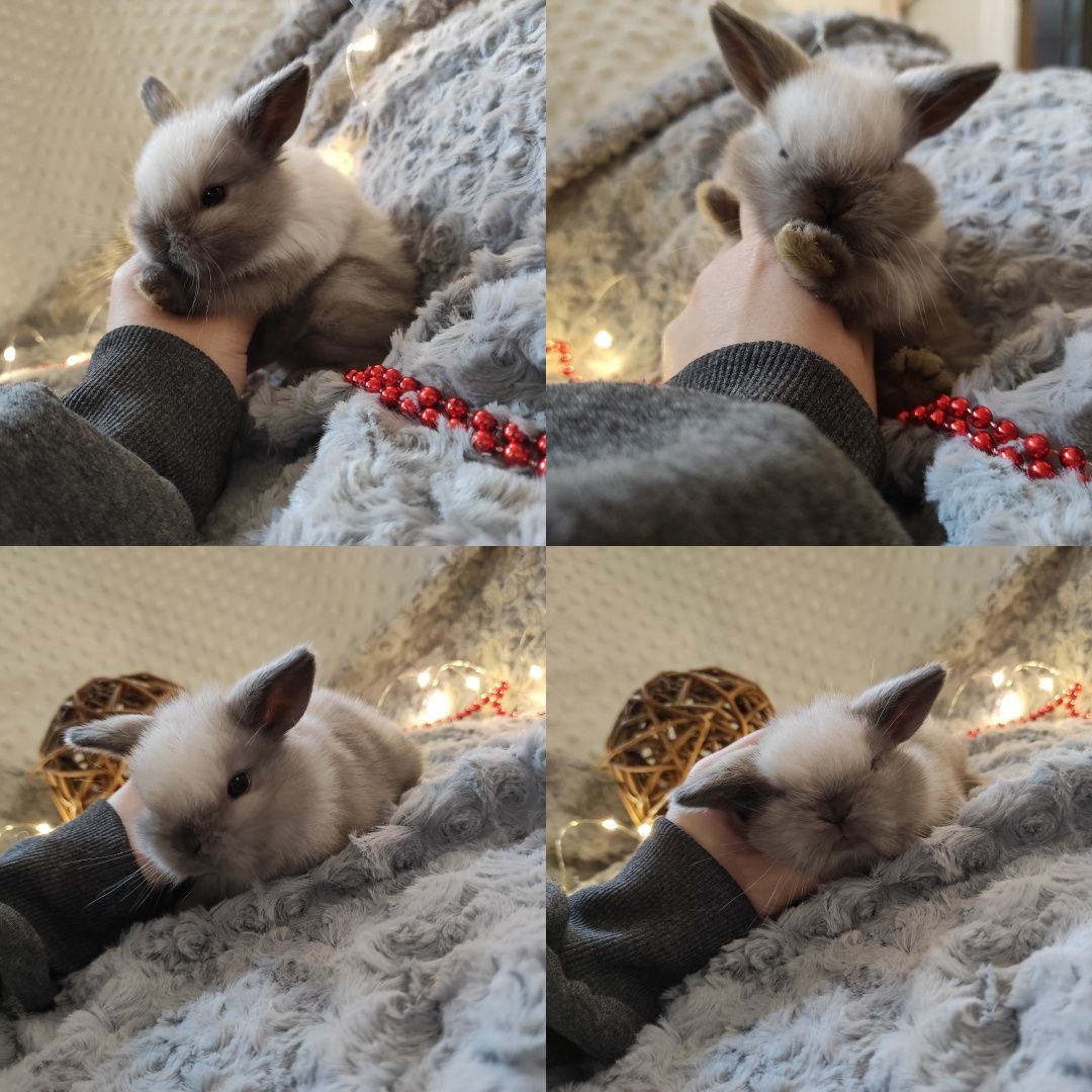 Mini Lop Króliczki Czystej Rasy z WYPRAWKĄ I KSIĄŻECZKĄ ZDROWIA