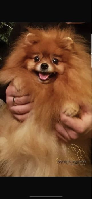 Szpic miniaturowy FCI , piękna suczka rezerwacja