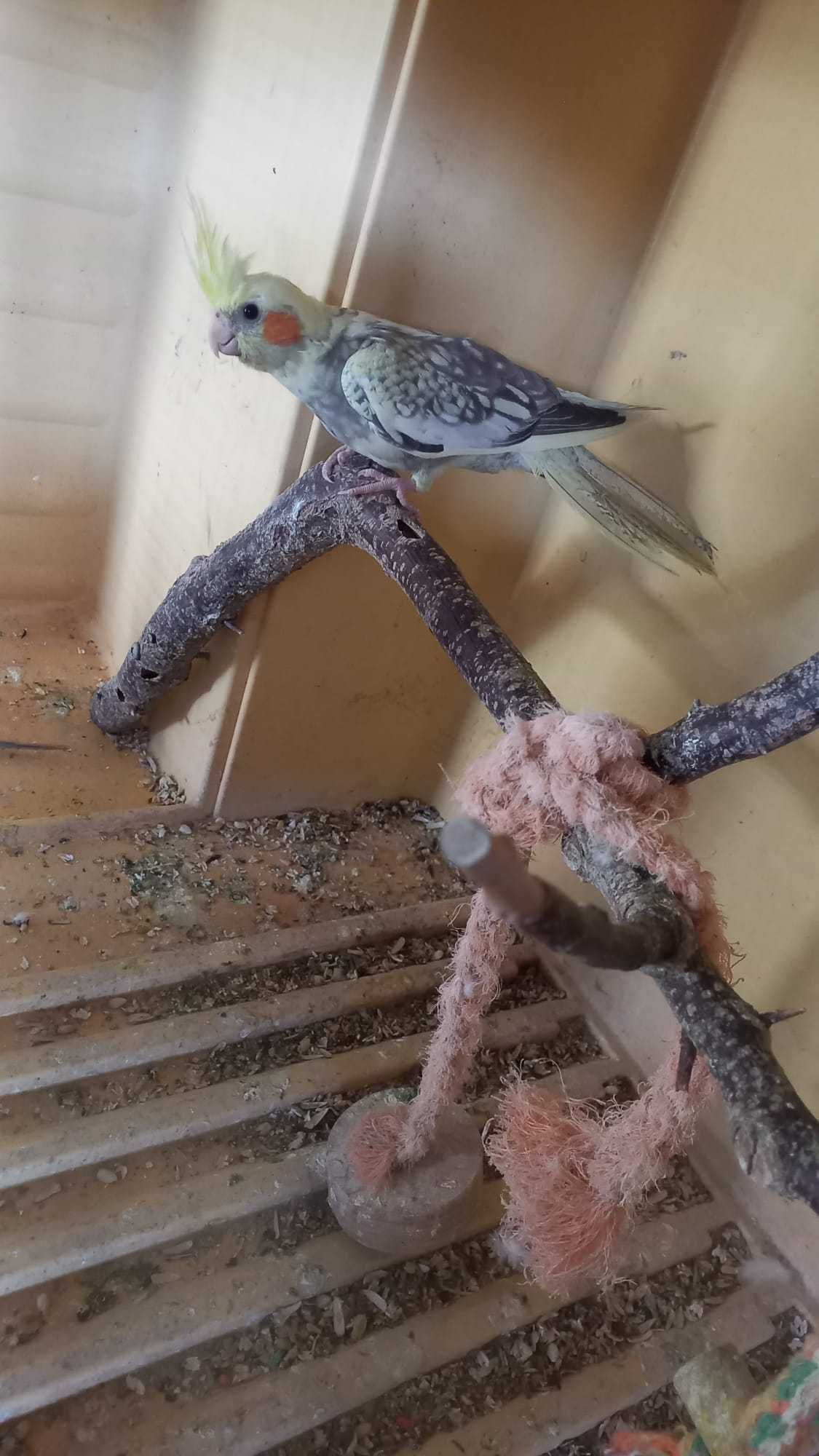 Caturra macho criada a mão muito mansa