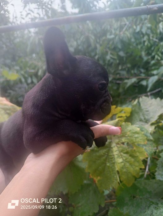 Продаю маленьких щенков французкого бульдога