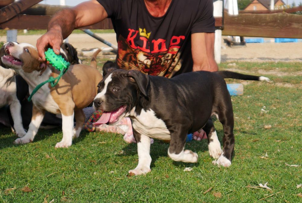 American Staffordshire Terrier ZKwP Amstaff FCI , mocny piesek WINETOO
