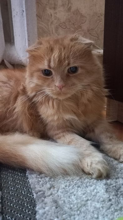 Віддам кота в добрі руки