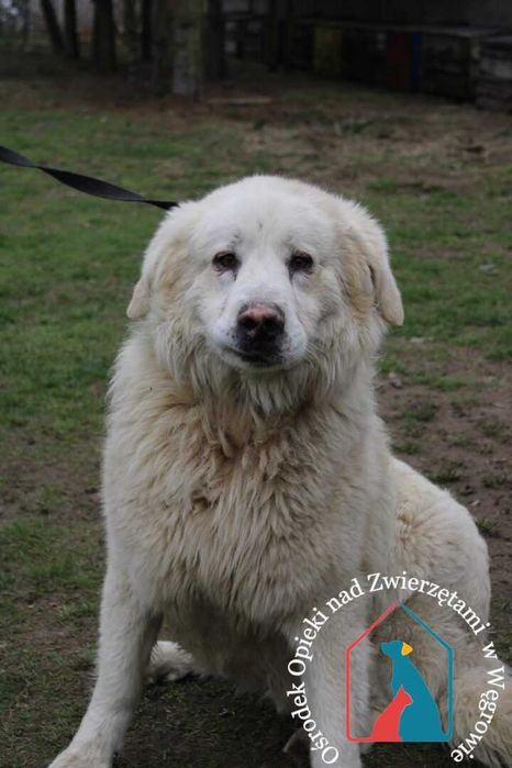 Piesek Cremet szuka domu!