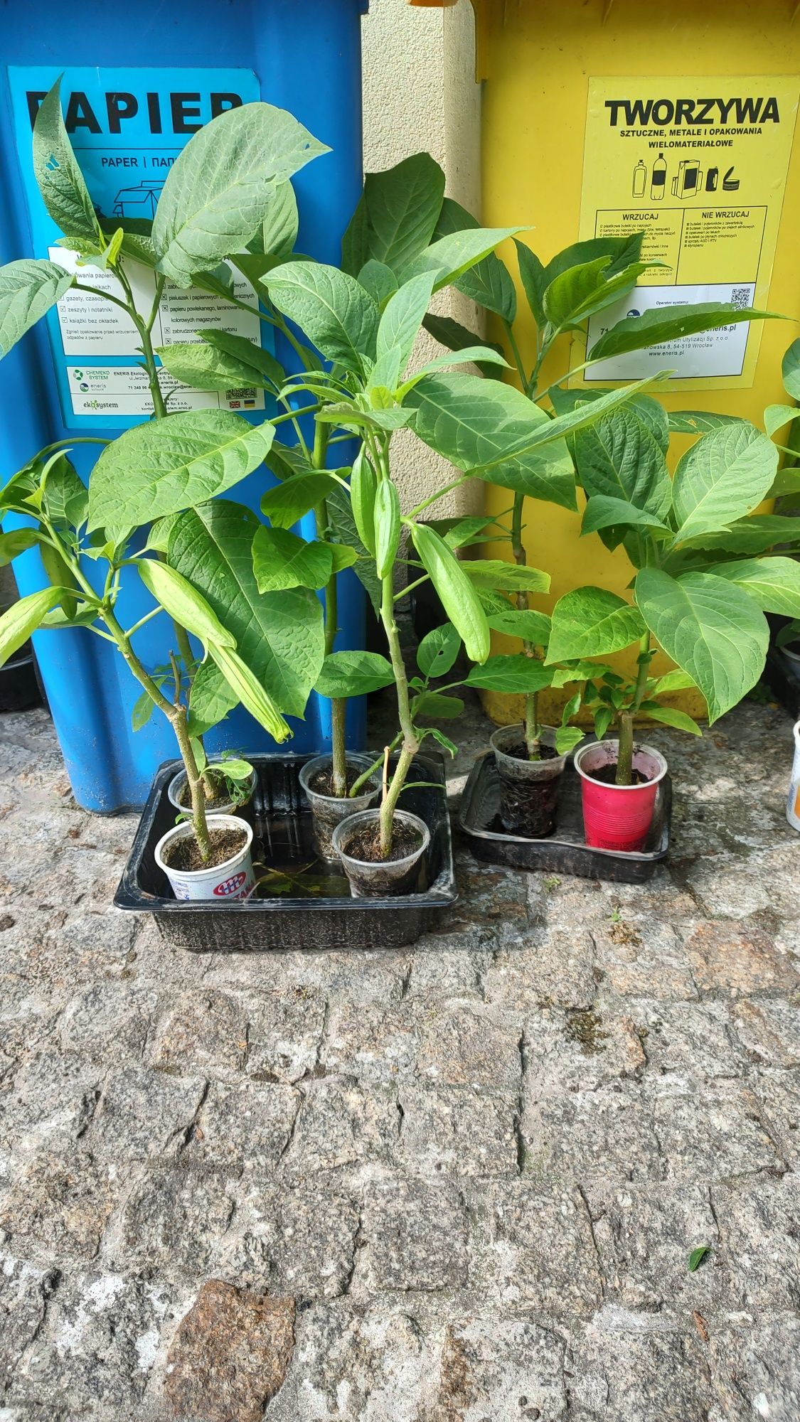 Burgumasja, Datura, Anielskie skrzydła .