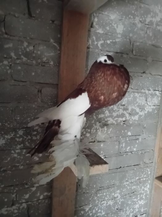 Gaeracze czeskie siodlate