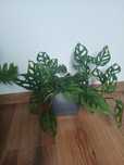 Monstera Adansoni, Monkey mask