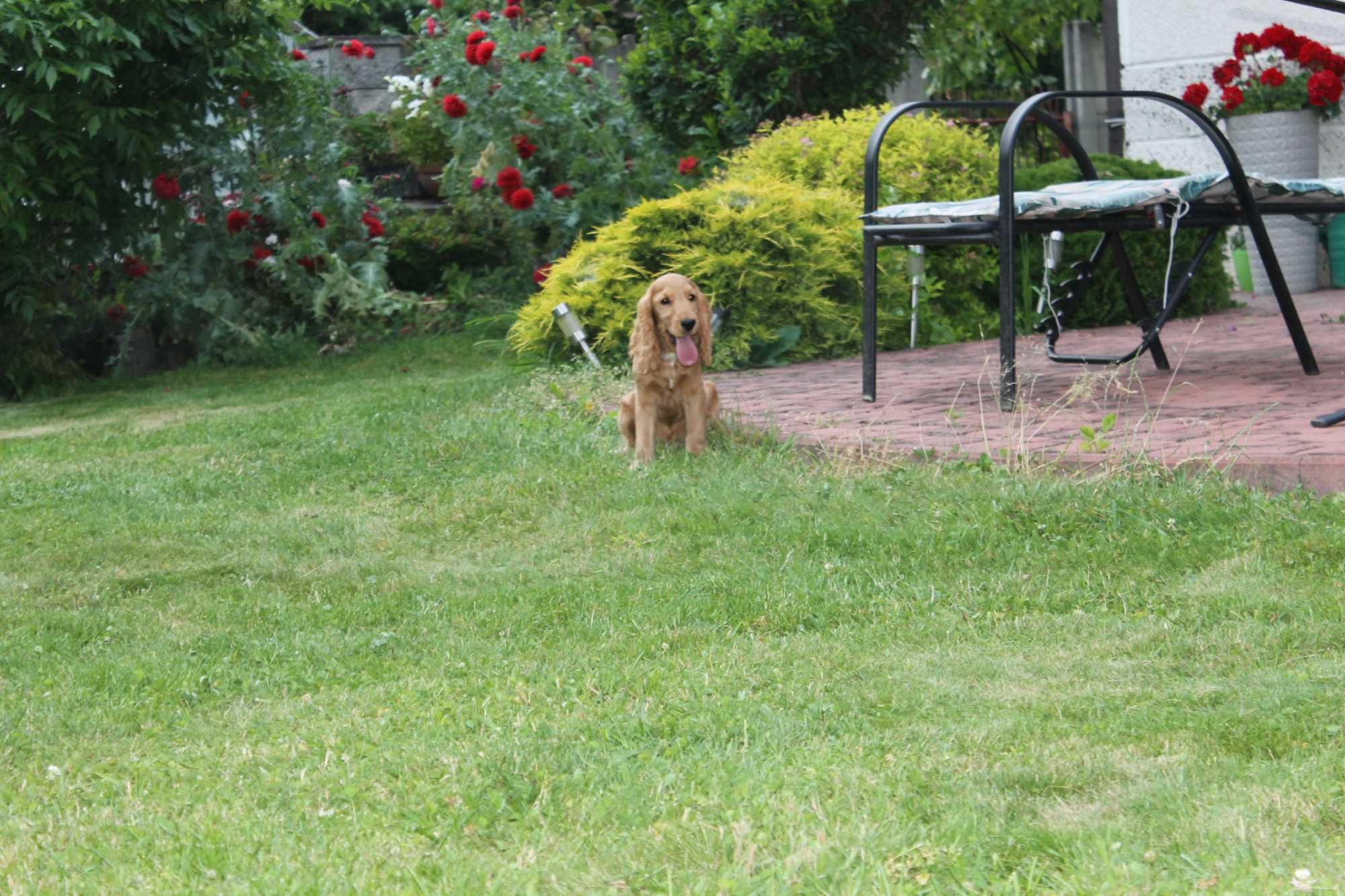cocker spaniel śliczny piesek