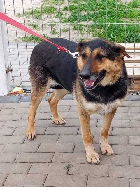 Haga czeka na dom