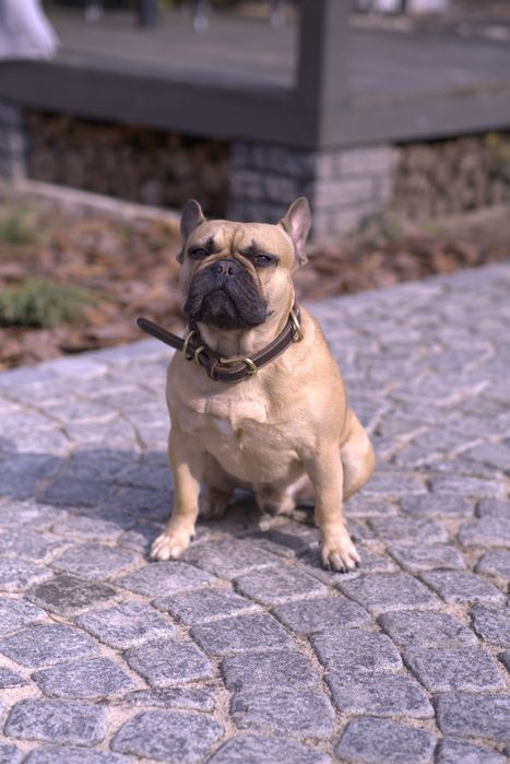 Вязка французький бульдог