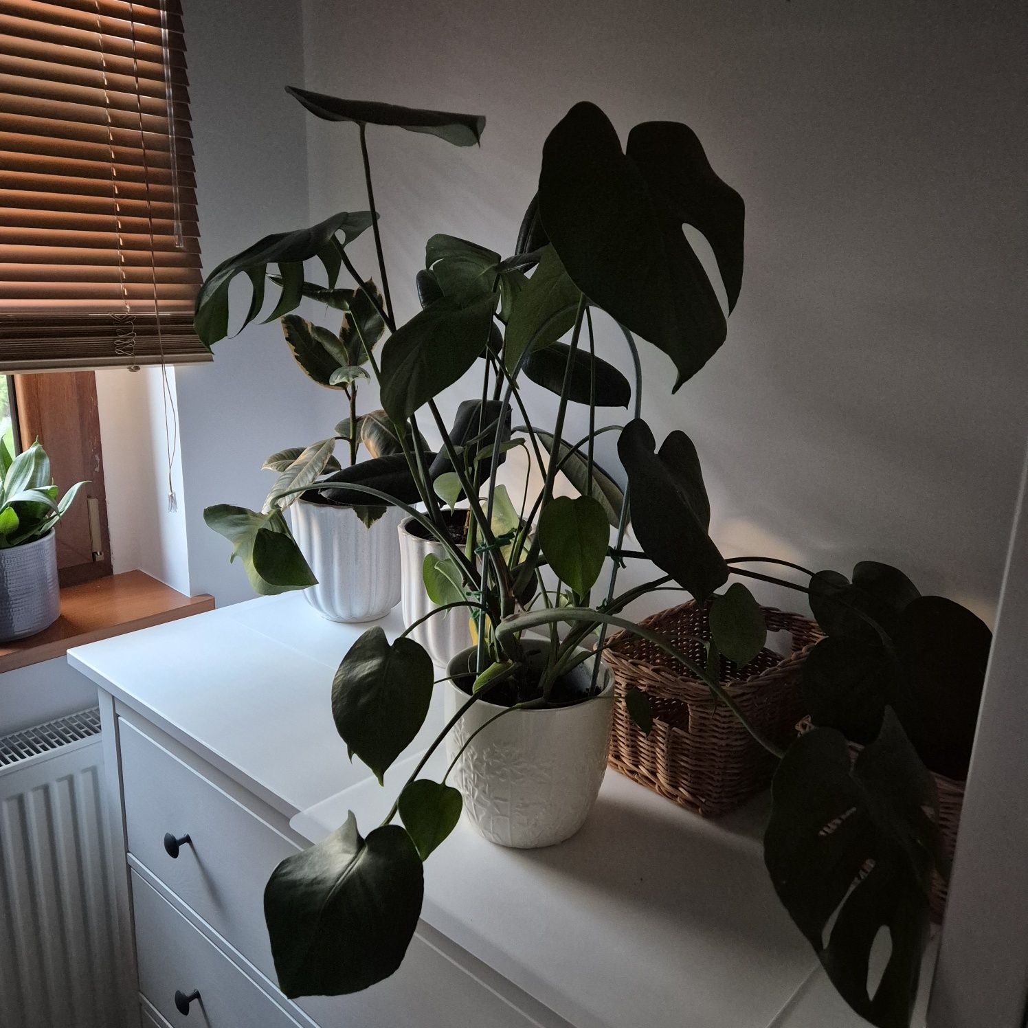 Monstera deliciosa sprzedam