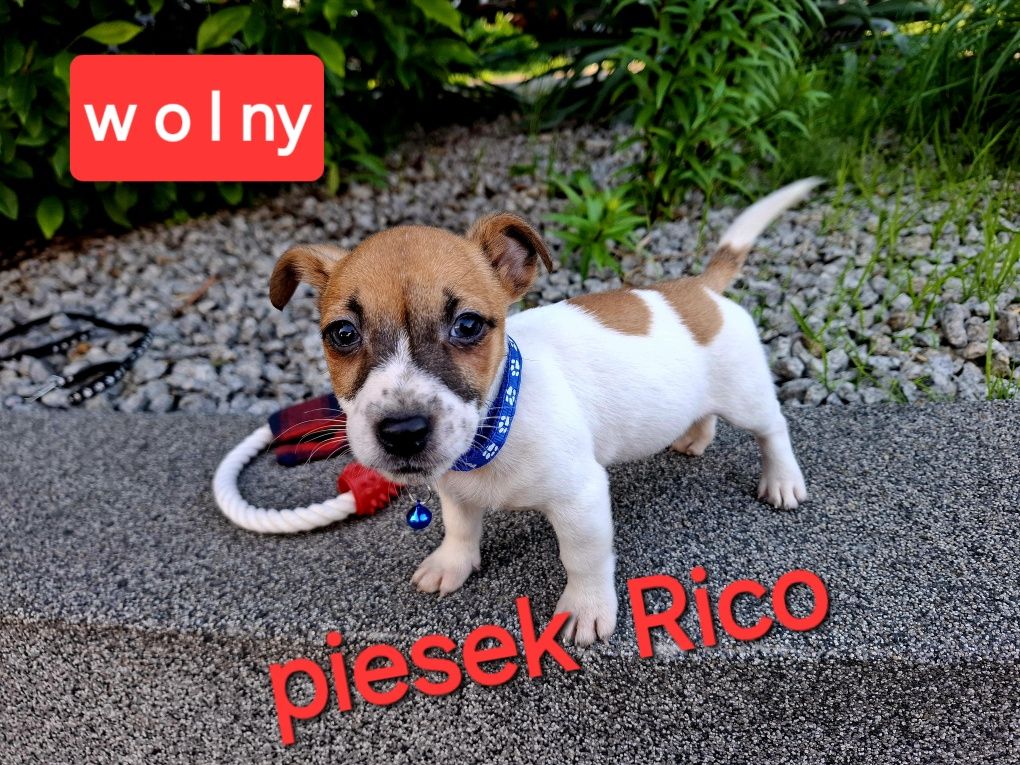 Maluśki !!! GŁADKOWŁOSY krótkie nóżki RODZICE W HODOWLI do odbioru