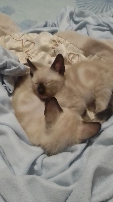 Gatinhos bebés  para adoção