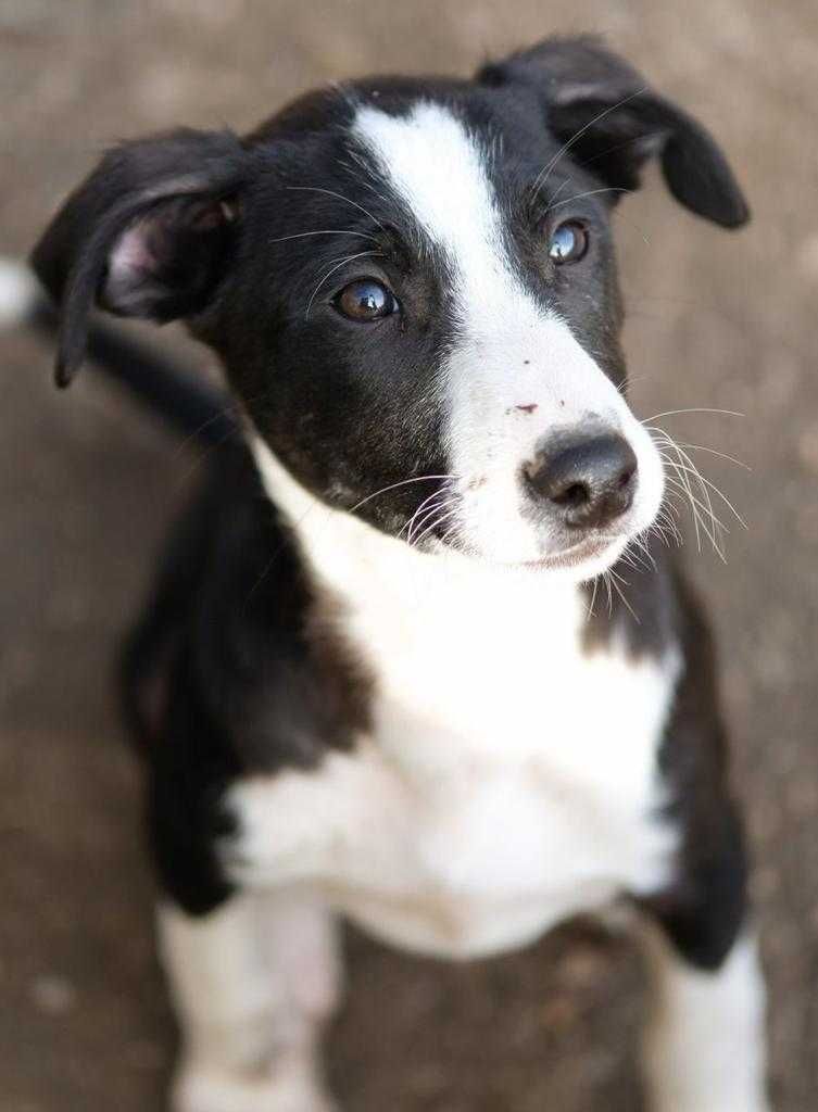 Cachorrinho para adoção responsável