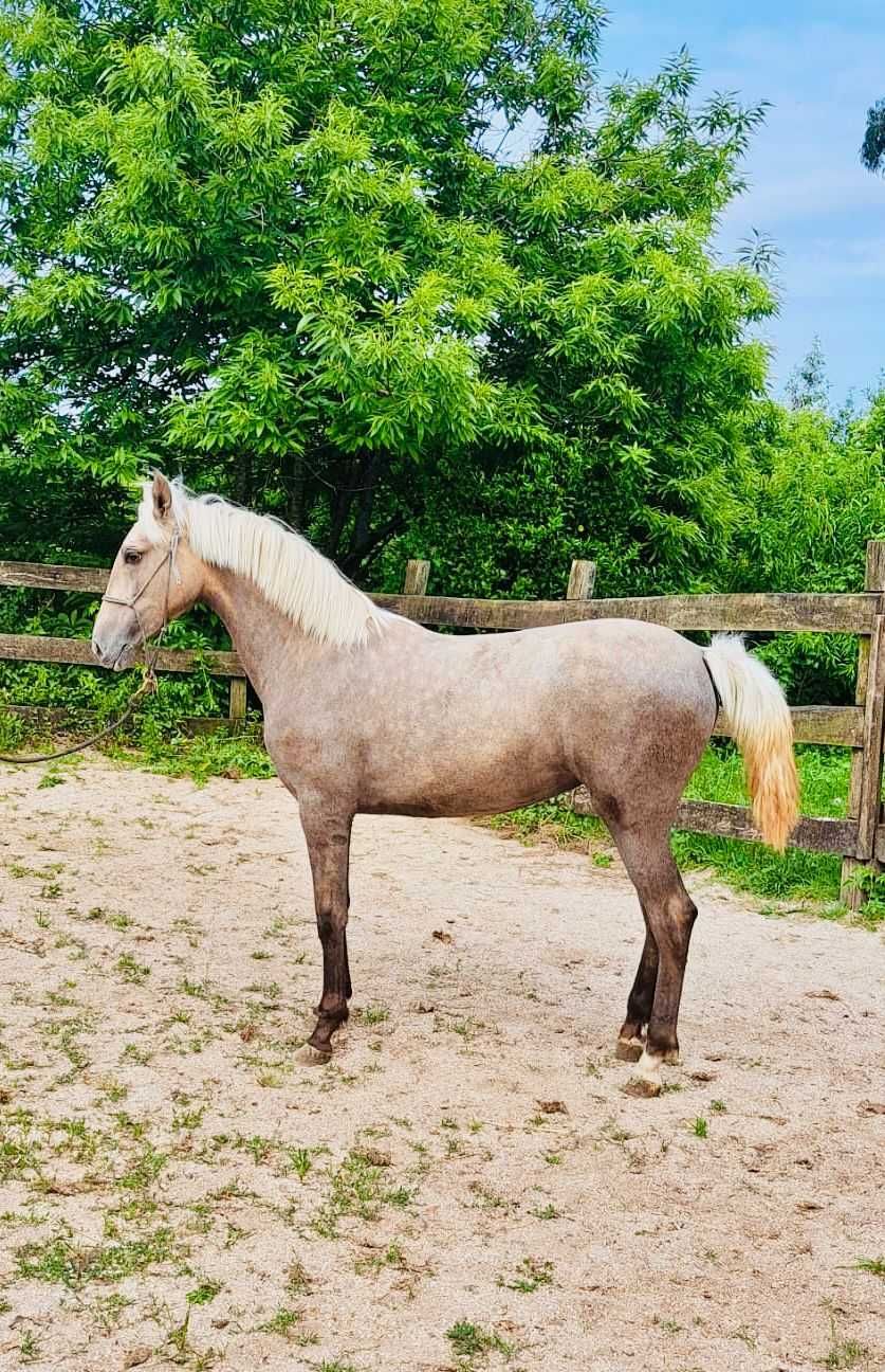 potra perla 14 meses 158cm