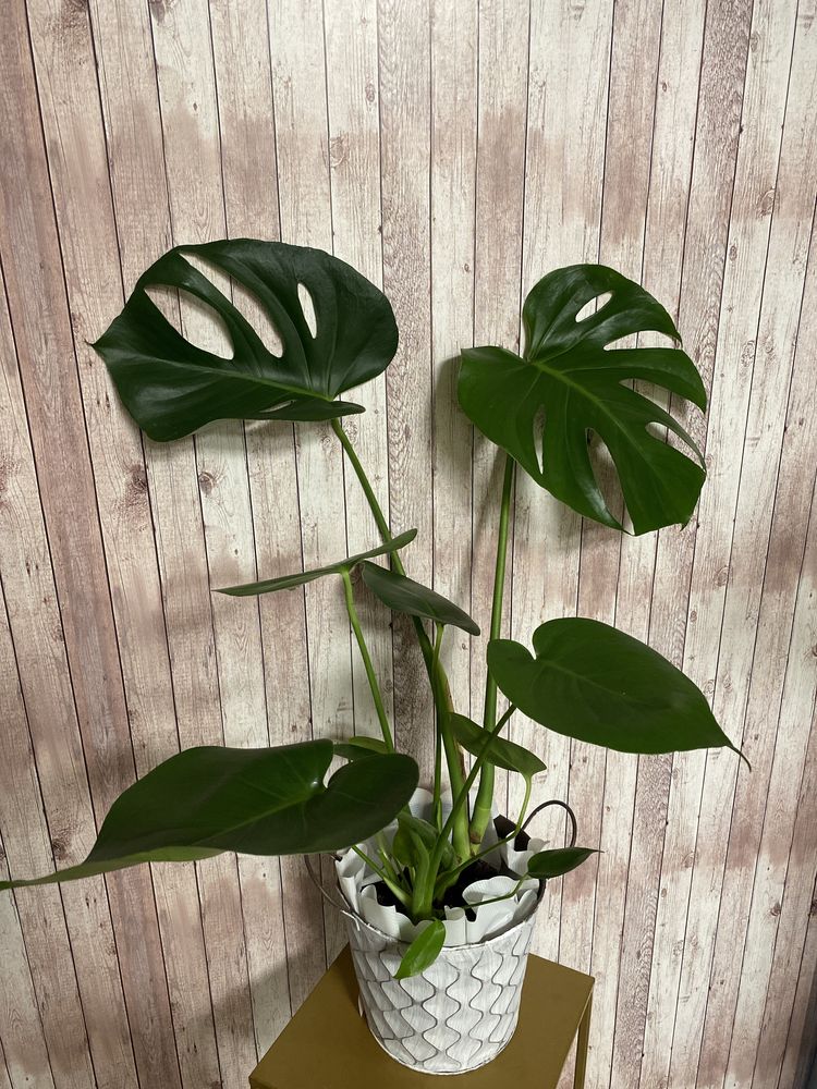 Monstera deliciosa , kwiat doniczkowy , dzungla